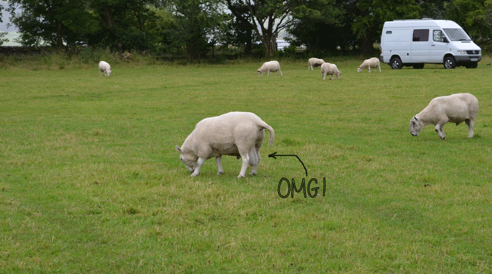 Sheeps-Balls