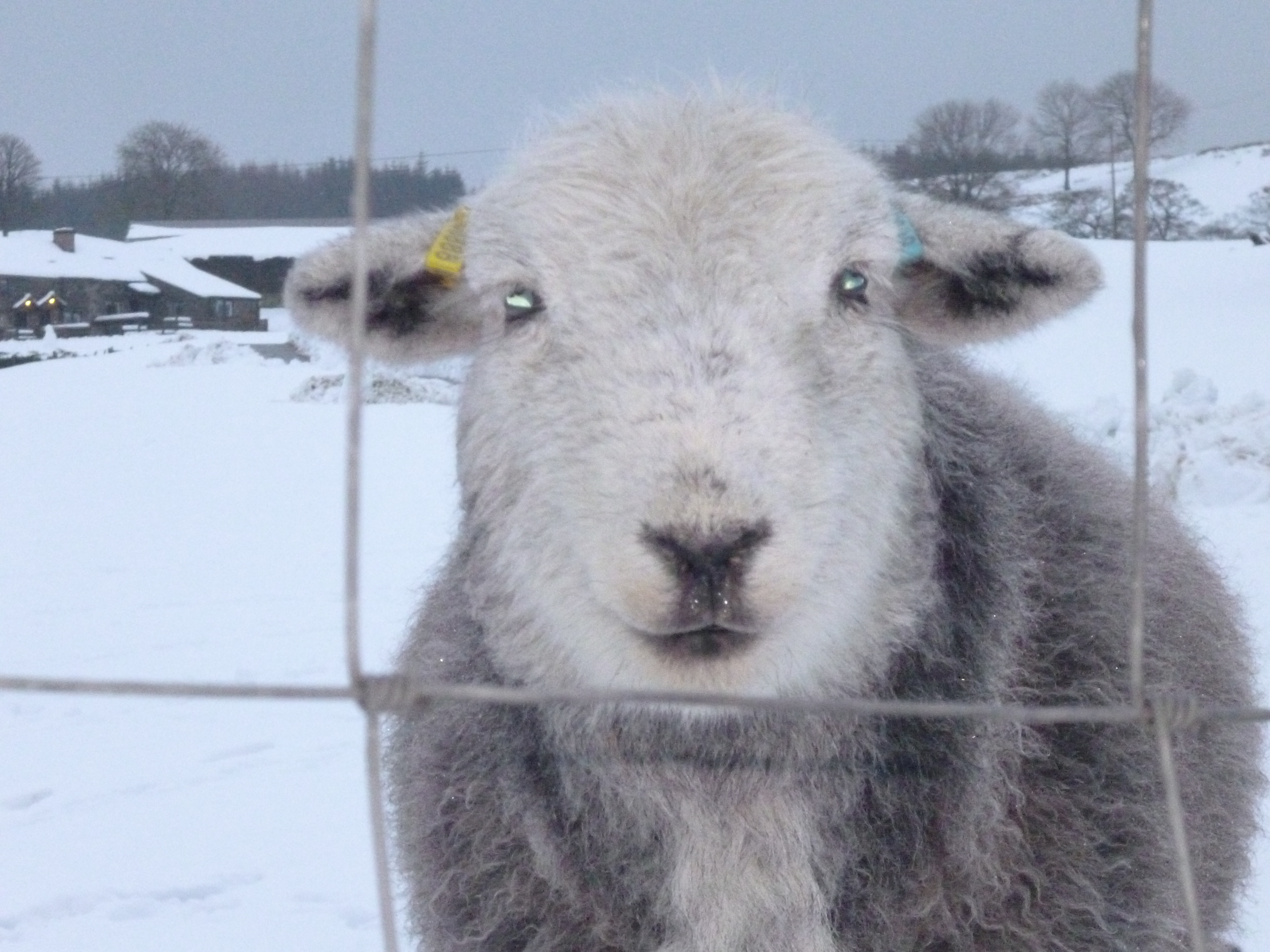 cutest-sheep-photo